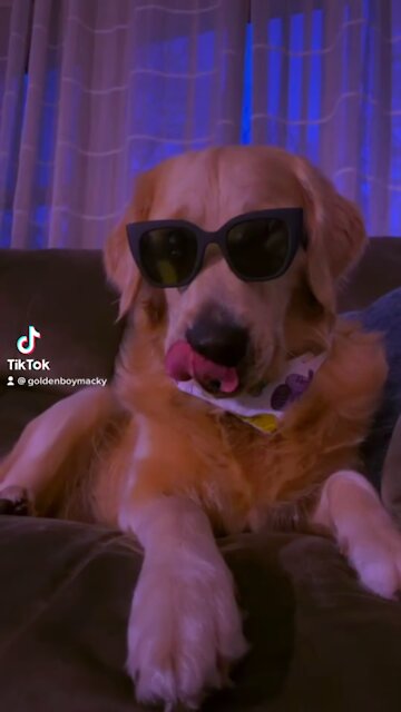 Funny Golden Retriever