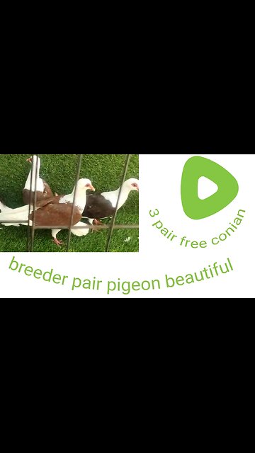 Free conian breeder pair pigeon beautiful