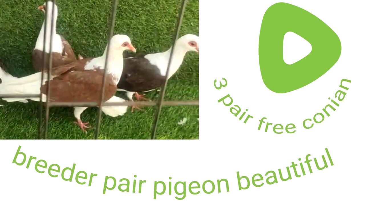 Free conian breeder pair pigeon beautiful