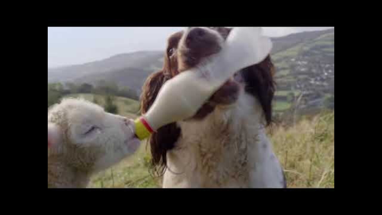 10 Unbelievable Animals That Saved Other Animals 2021