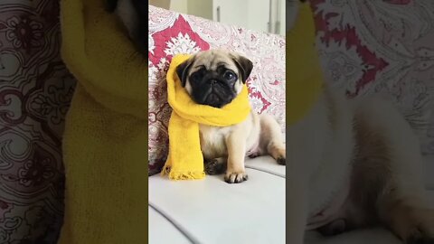 So cute baby pug 🐾😍♥️ #pug #pugdog #puglovers #puppy #pugfamily