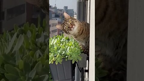 Spying Cat!
