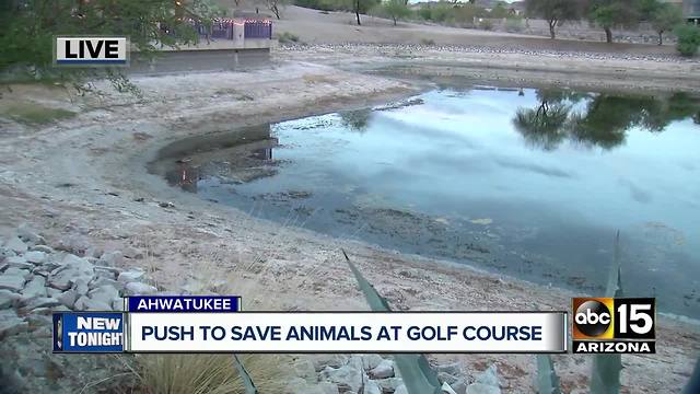 Neighborhood pushes to save fish at golf course pond