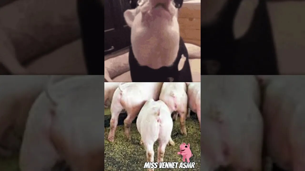 I Like Pig Butts: Sir Mix-A-Lot Parody #funny #shorts #lol