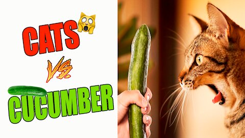 Funny Cats vs cucumber