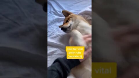 Shiba Inu gets woken up