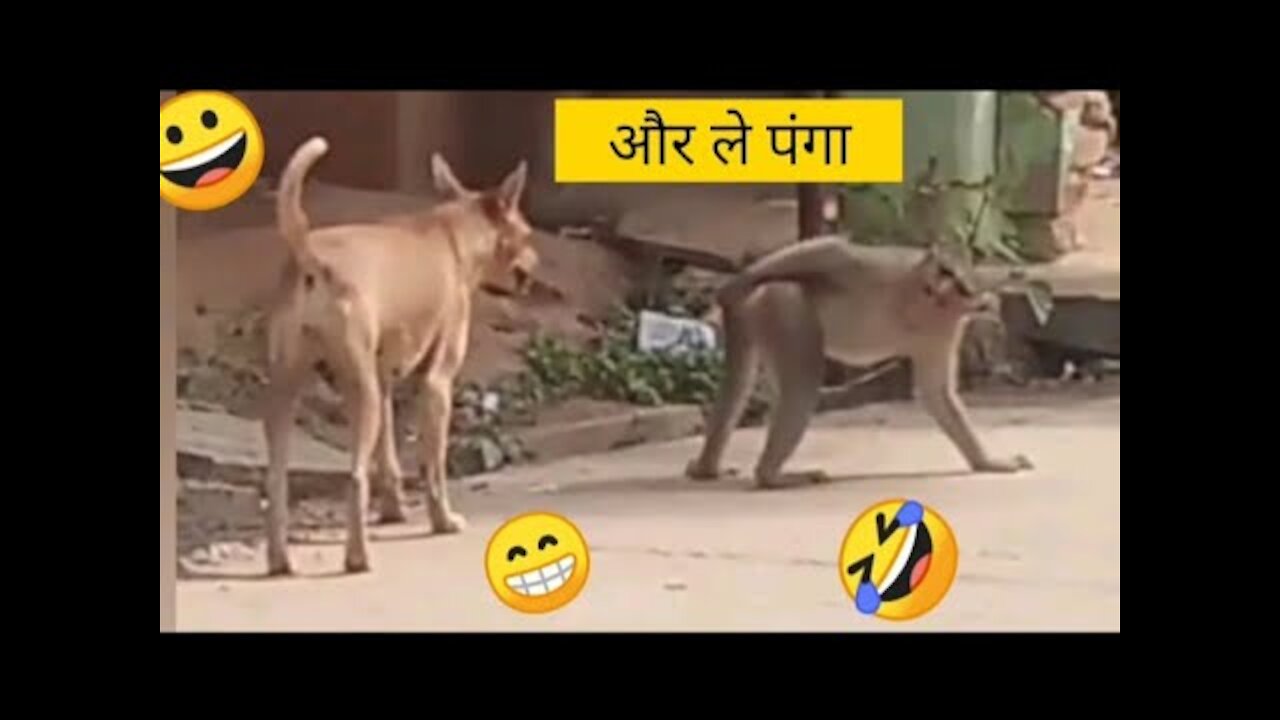 funny dog vs monkey video l funny video l funny tik tok video | funny king 366