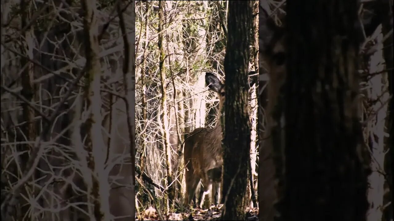 doe hiding in the trees
