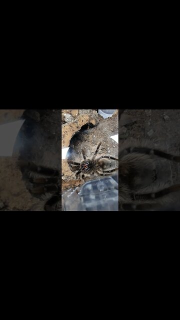 My Curly Hair's Molting!