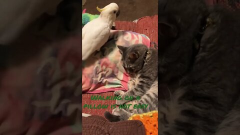 He tripped #cutepets #shorts #parrot #cat #cockatoo