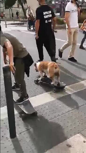 Skateboarding bulldog impresses spectators in Lisbon