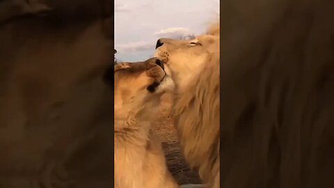 True love between Lions #Shorts