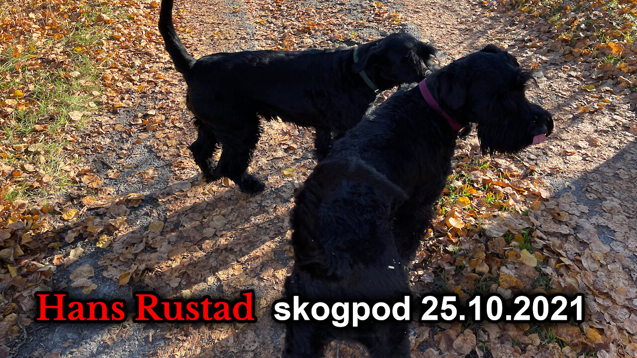 Skogpod 25. oktober: Din tale skal være ja, ja og nei, nei