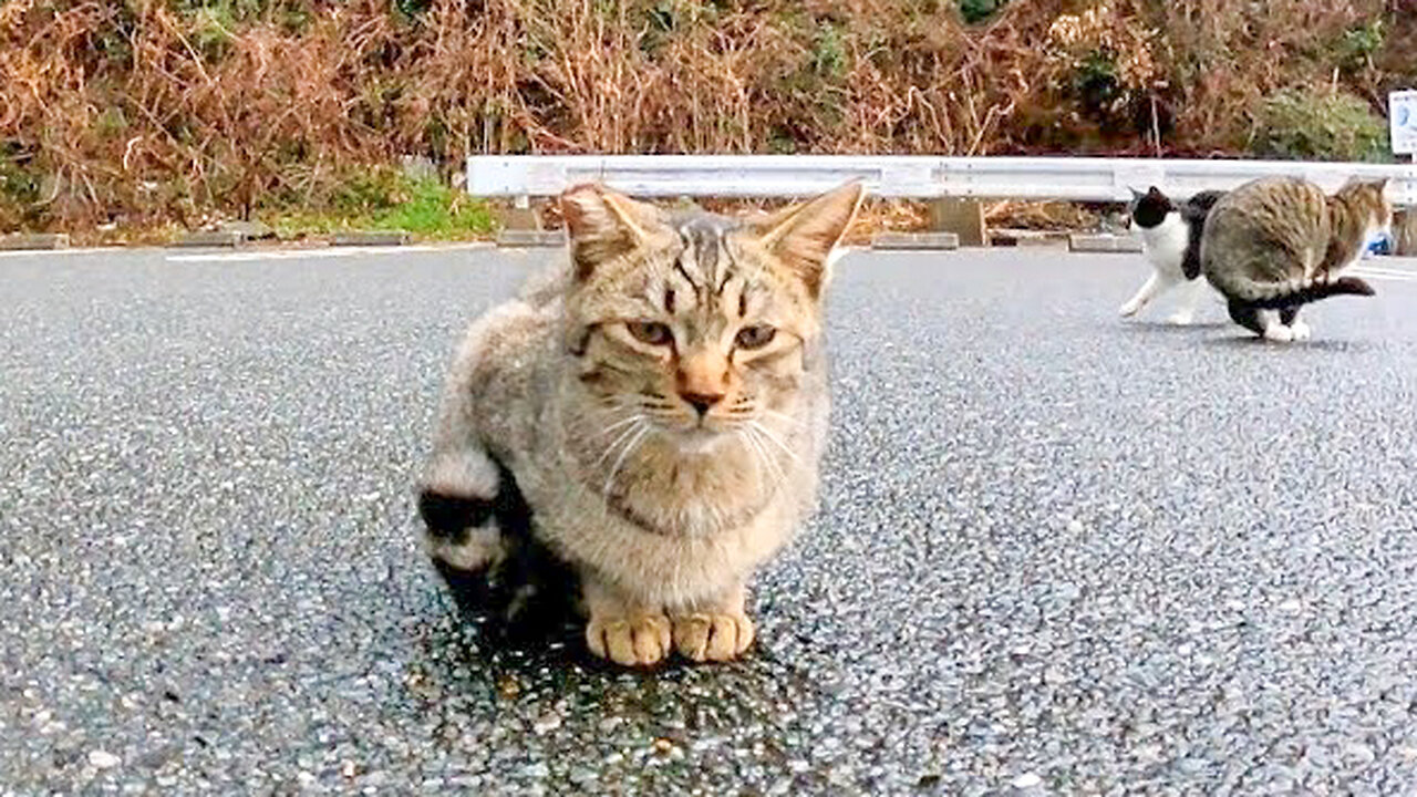 This kitten is so cute, jumping up and down when you stroke its head