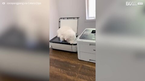 Cat gets digitalized sitting on scanner!