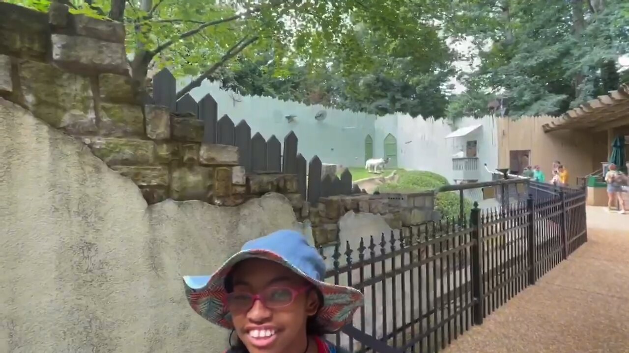 Blasian Babies Sister Watches The Hungry Wolves Watching Tourists At The Virginia Zoo In Norfolk, VA