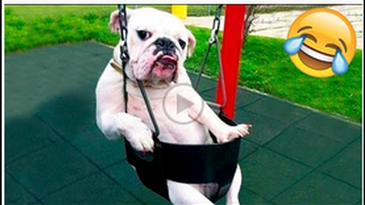 Funny Animal Videos 2022 π - Funniest Cats And Dogs Videos πΊπ #15