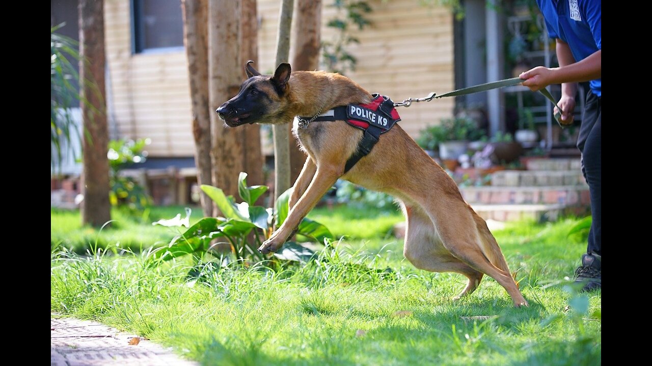 Step by Step method on how to train your Guard Dog