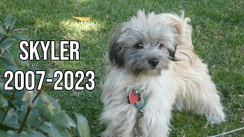 Skyler 2007-2023 : The Dog That Started It All