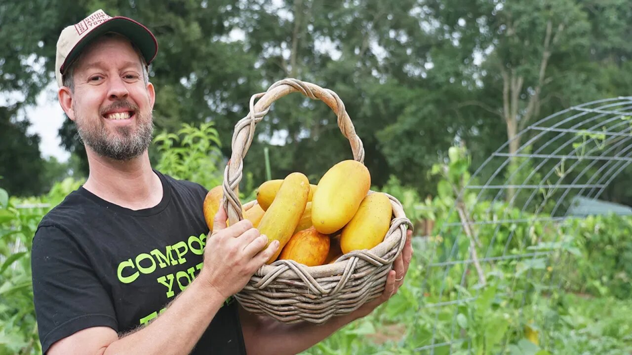 How to Save Cucumber Seeds the Crazy Easy Way & Make Gardening Easier Every Year