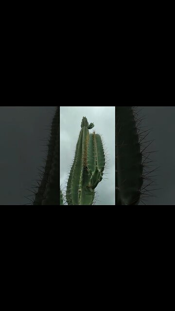 Esse mandacaru tem mais de 200 anos #shorts