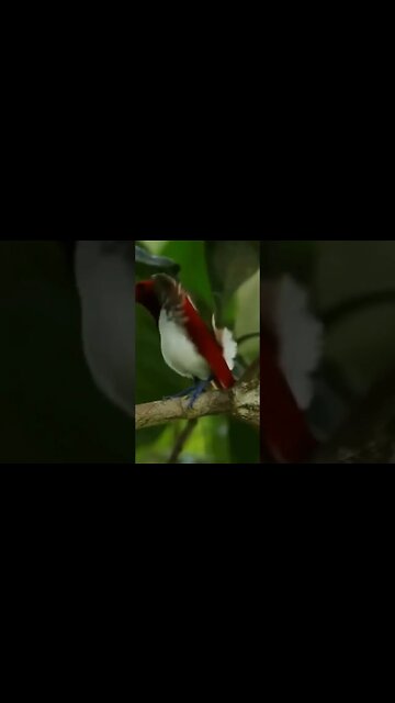 The King of the Birds of Paradise Dance