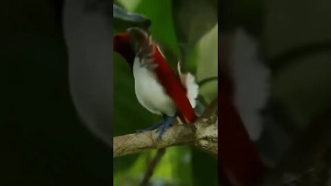 The King of the Birds of Paradise Dance