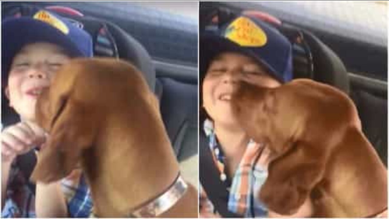 Este cão está realmente muito feliz em ver seu dono