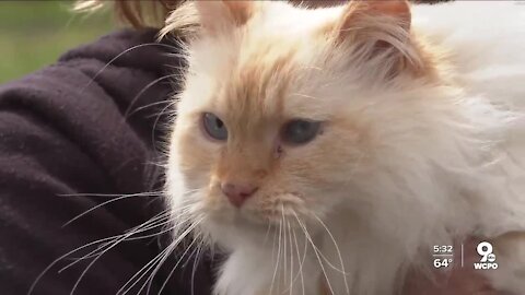 This cat went missing from Kentucky five years ago. In February, he showed up in Texas.