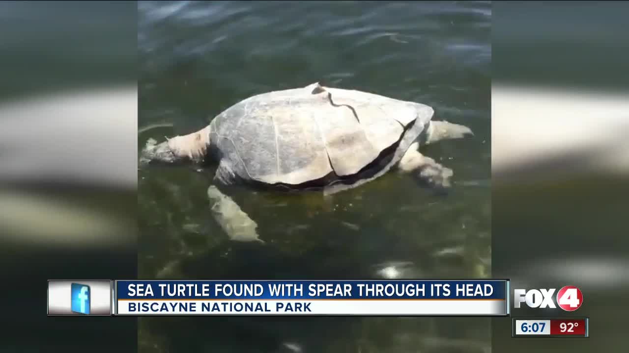 Biscayne National Officers search for person responsible for spearing a sea turtle