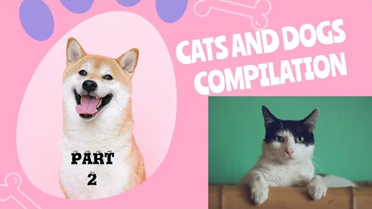 Cats & Dogs Funny Compilation Part 2 Best of The Best!