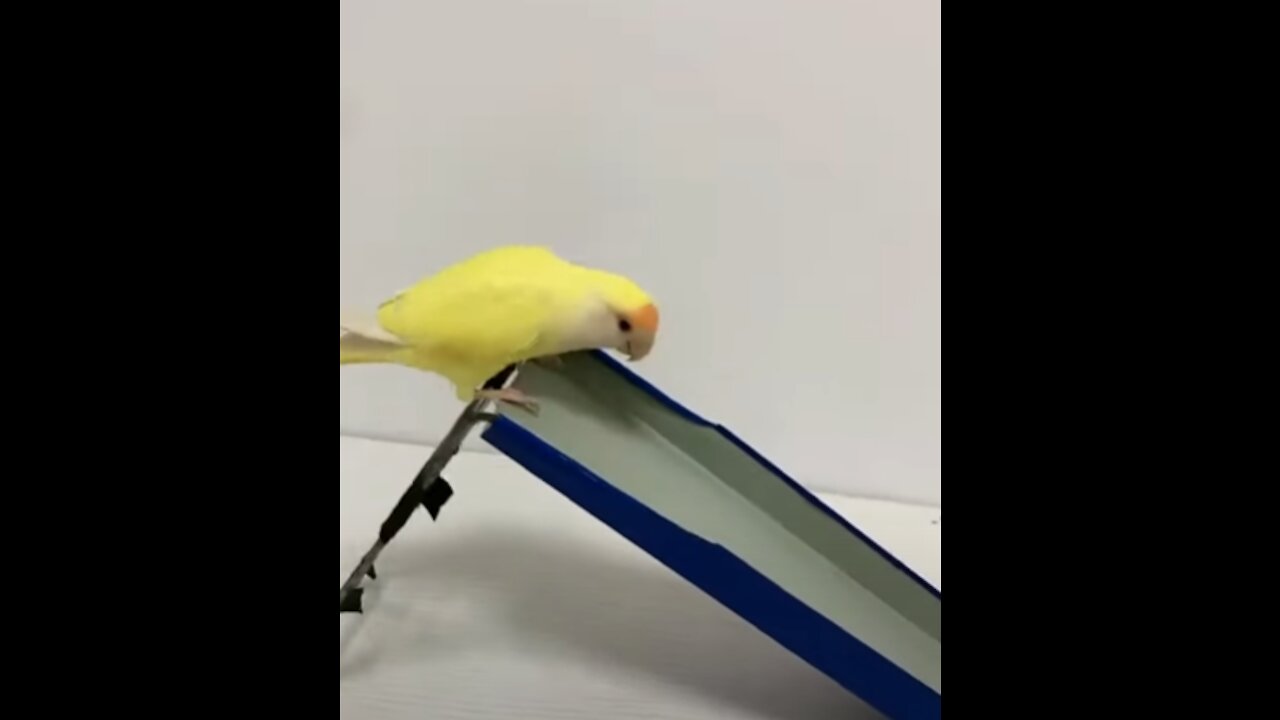 Parrot Plays With Slide!