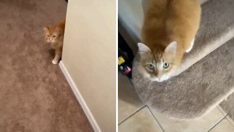 Cat Meme | Funny Cats And Cute Kittens 47