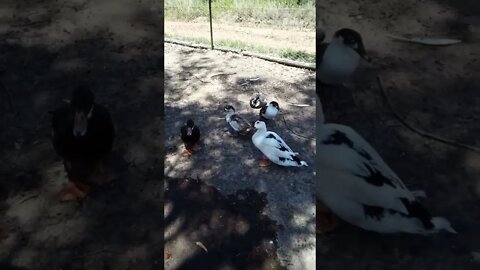 Good morning Christipher and ducks