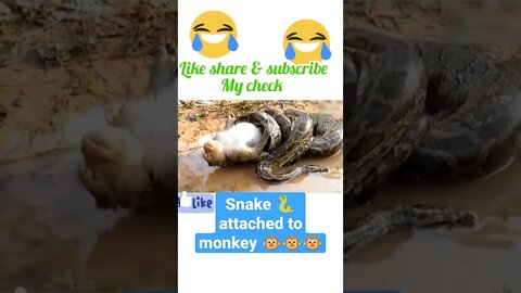 snake 🐍 attached to monkey 🐵#shorts #youtubeshorts