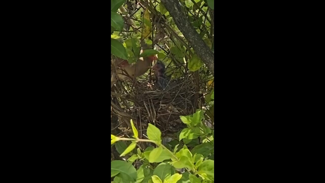 Momma cardinal and baby feeding time