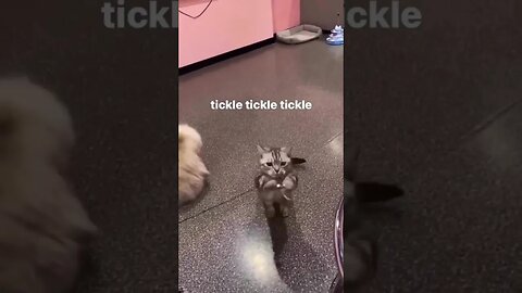 Cute Funny Cat - 92 #shorts #funny #animals