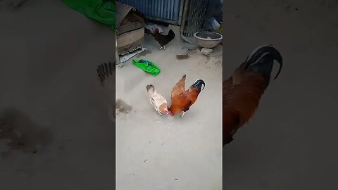 my bird ||#shorts #short #trending #shortsvideo #birds #shortvideo #new