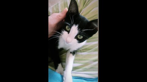lovely cat playing with me