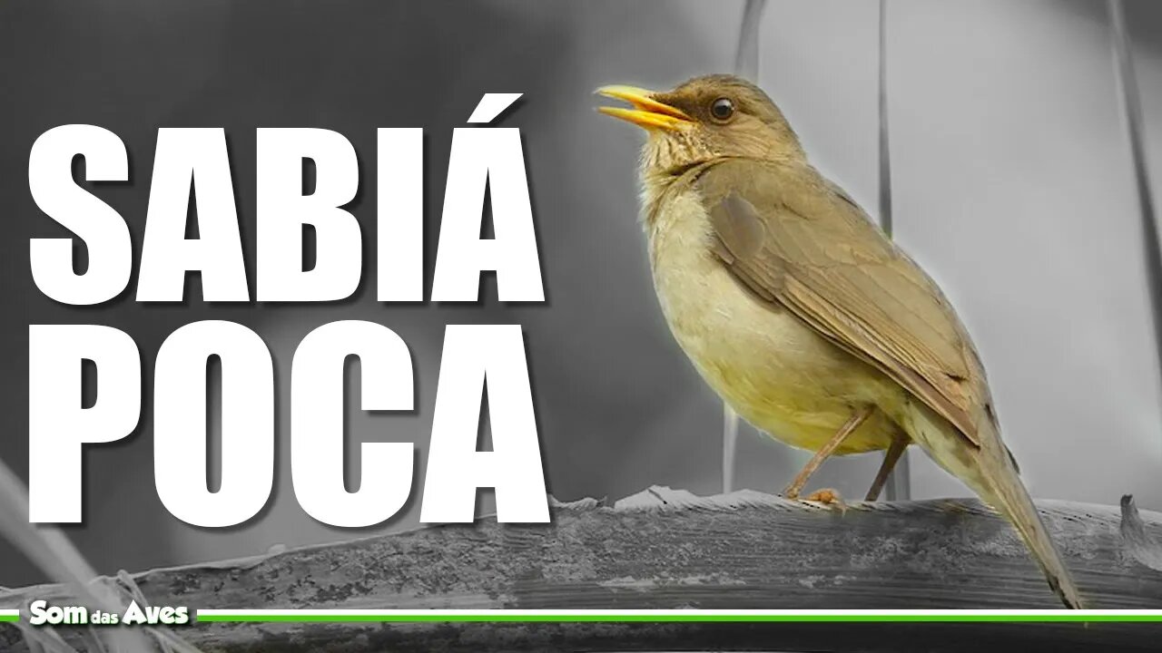 A Conhecida SABIÁ POCA (Turdus Amaurochalinus) Detalhes da Espécie