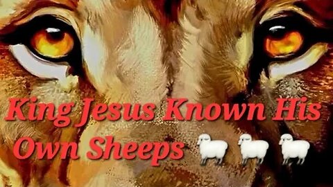 King Jesus Known His Own Sheeps 🐑 🐑🐑