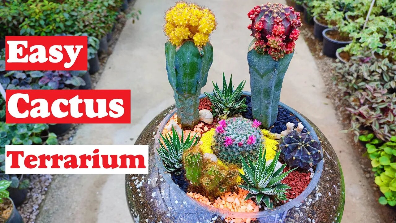 Cactus Terrarium | How to make a cactus and succulent terrarium?