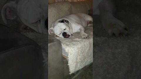 shaving sheep together again