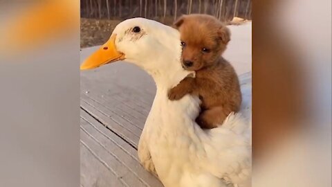 Love between Puppy and Duck Buddy