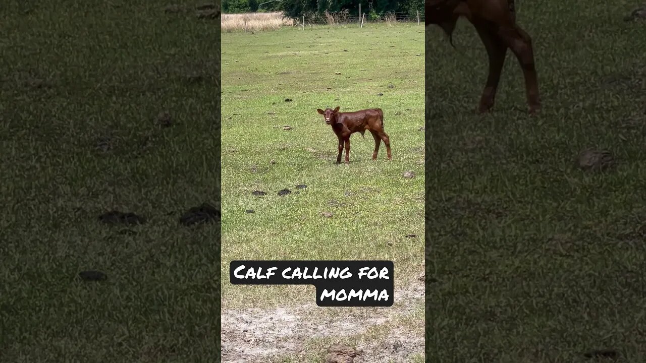 Baby Calf calling for Momma Cow #calf #cattle #cattlefarm #shorts