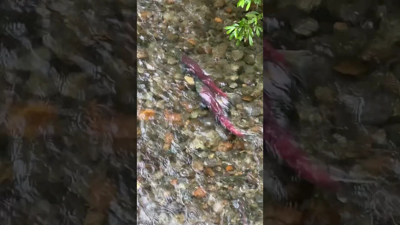 Coho Salmon Spawning in Alaska #Shorts