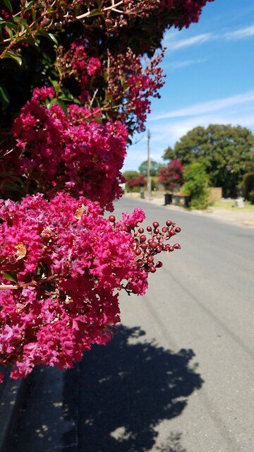2021-01-20 Crepe Myrtle @ Richmond