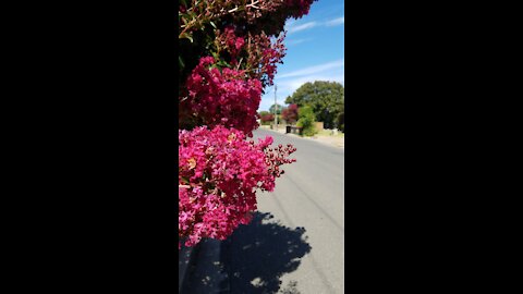 2021-01-20 Crepe Myrtle @ Richmond