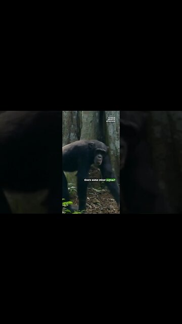 Can Chimps Use Telepathy? By Joe Rogan