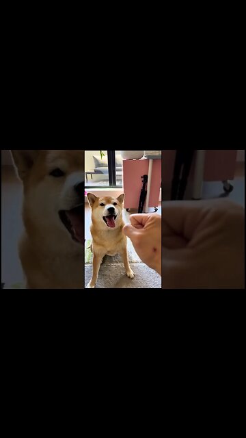 Andrew Tate Catches your Shib not being a good boi 👍💥🐕#shibainu #shiba #andrewtate #topg #tate